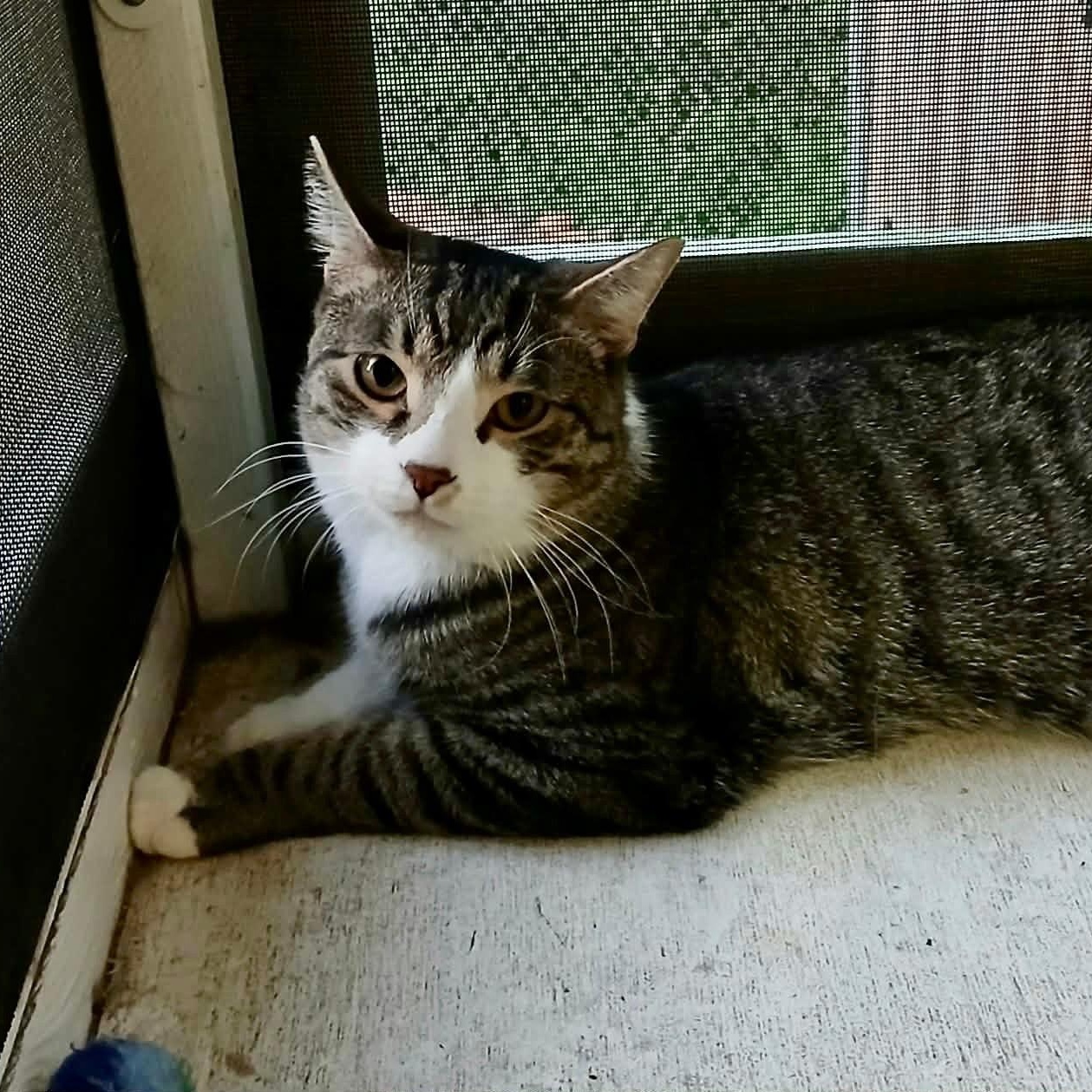 Cole, Adoptable, Young Male Domestic Short Hair.