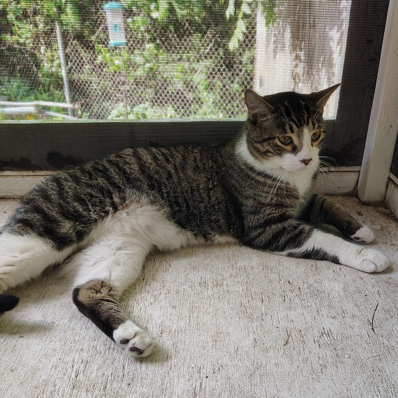 Enlarge Cole, a Adoptable Domestic Short Hair in Crestwood, MO image 3/6