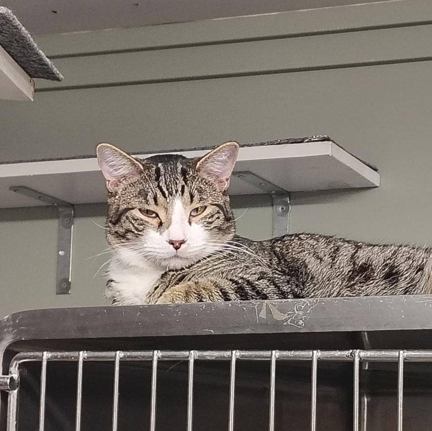 Enlarge Cole, a Adoptable Domestic Short Hair in Crestwood, MO image 5/6