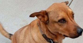 Enlarge Titan, a Adoptable mixed breed in Fort Lupton, CO image 1/4