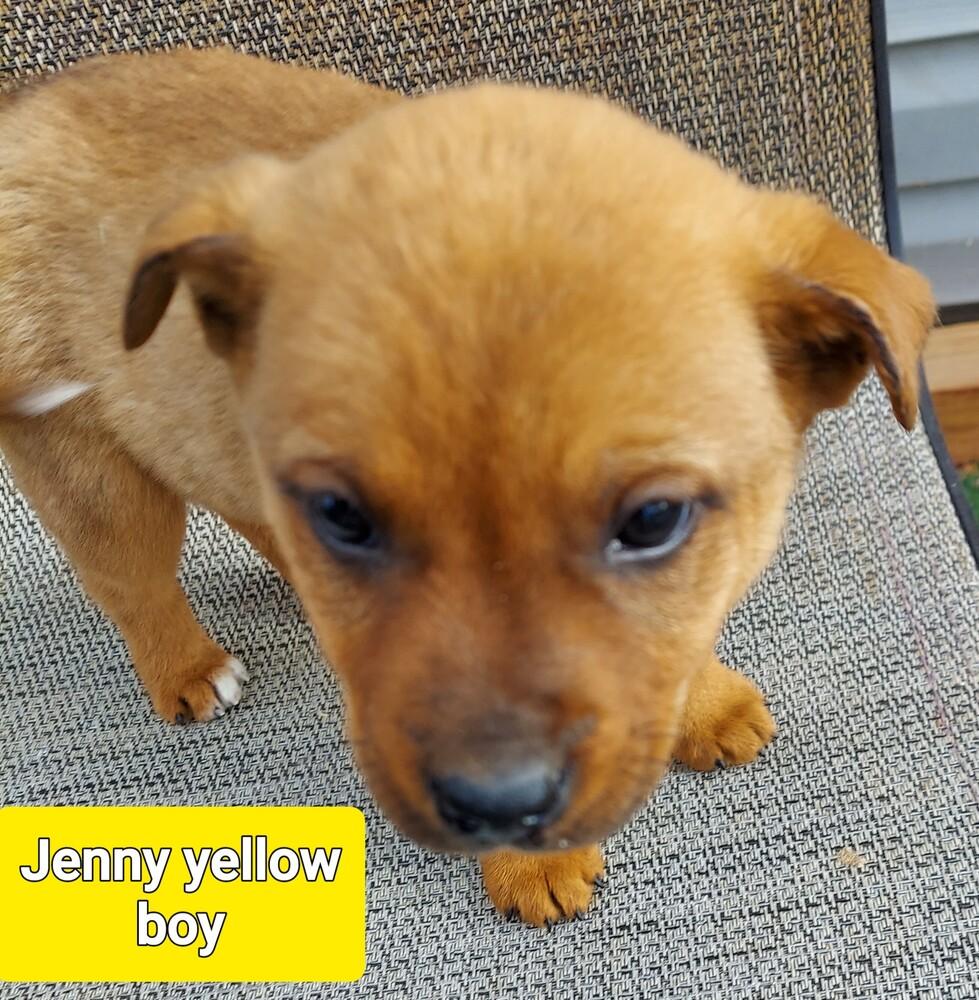 Enlarge Titan, a Adoptable mixed breed in Fort Lupton, CO image 2/4