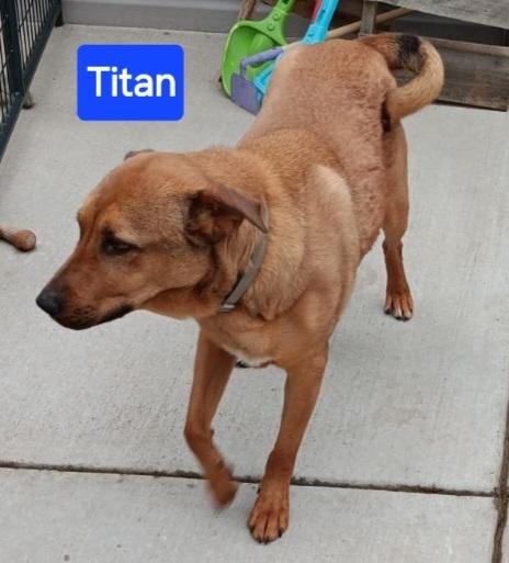 Enlarge Titan, a Adoptable mixed breed in Fort Lupton, CO image 3/4