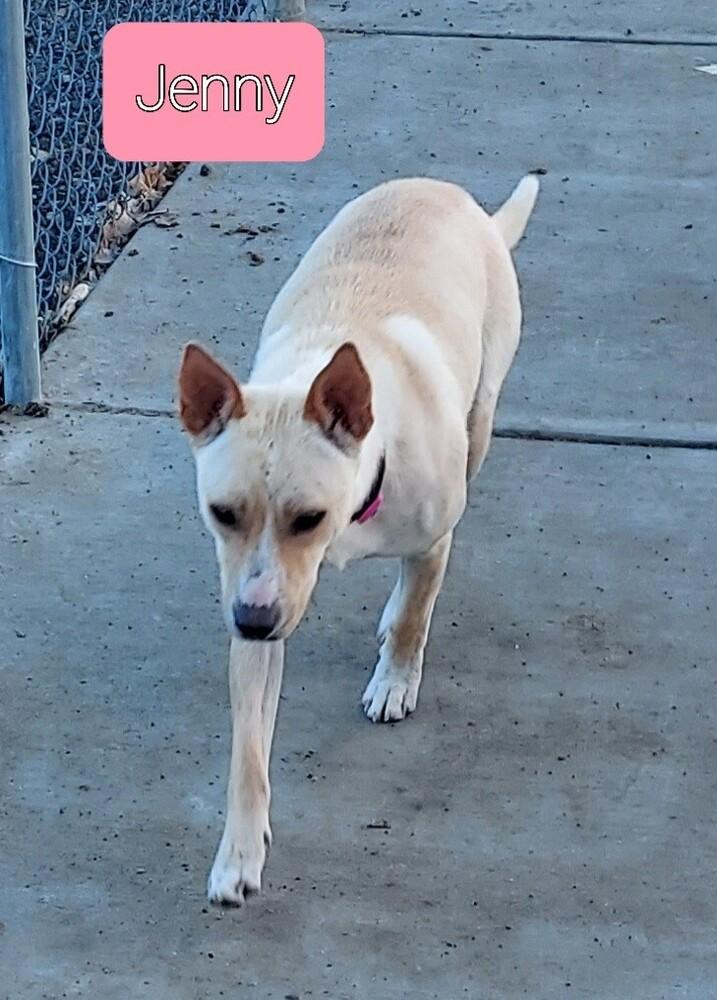 Enlarge Titan, a Adoptable mixed breed in Fort Lupton, CO image 4/4