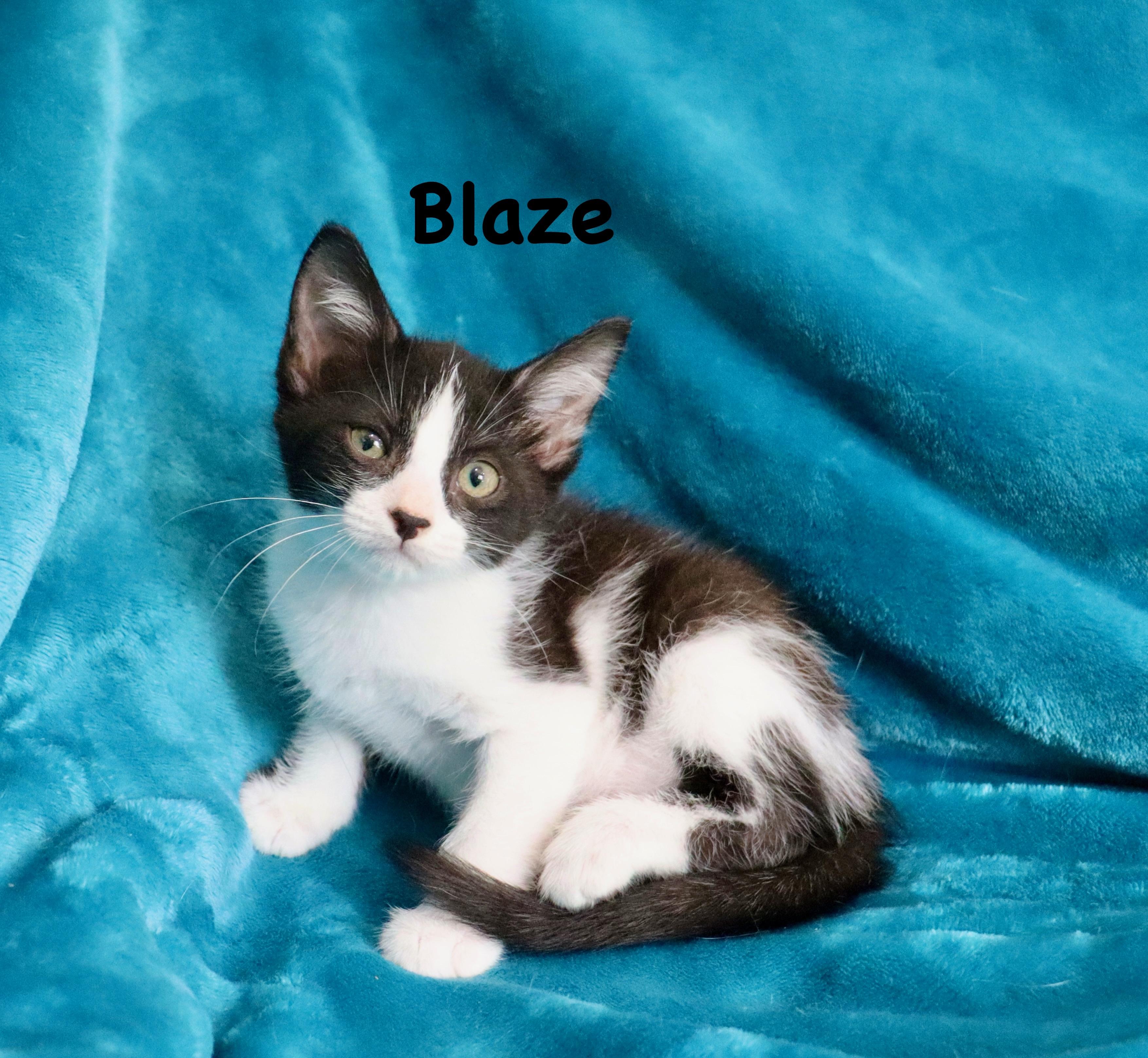 Enlarge Blaze, a ADOPTABLE mixed breed in Saint Augustine, FL image 5/6