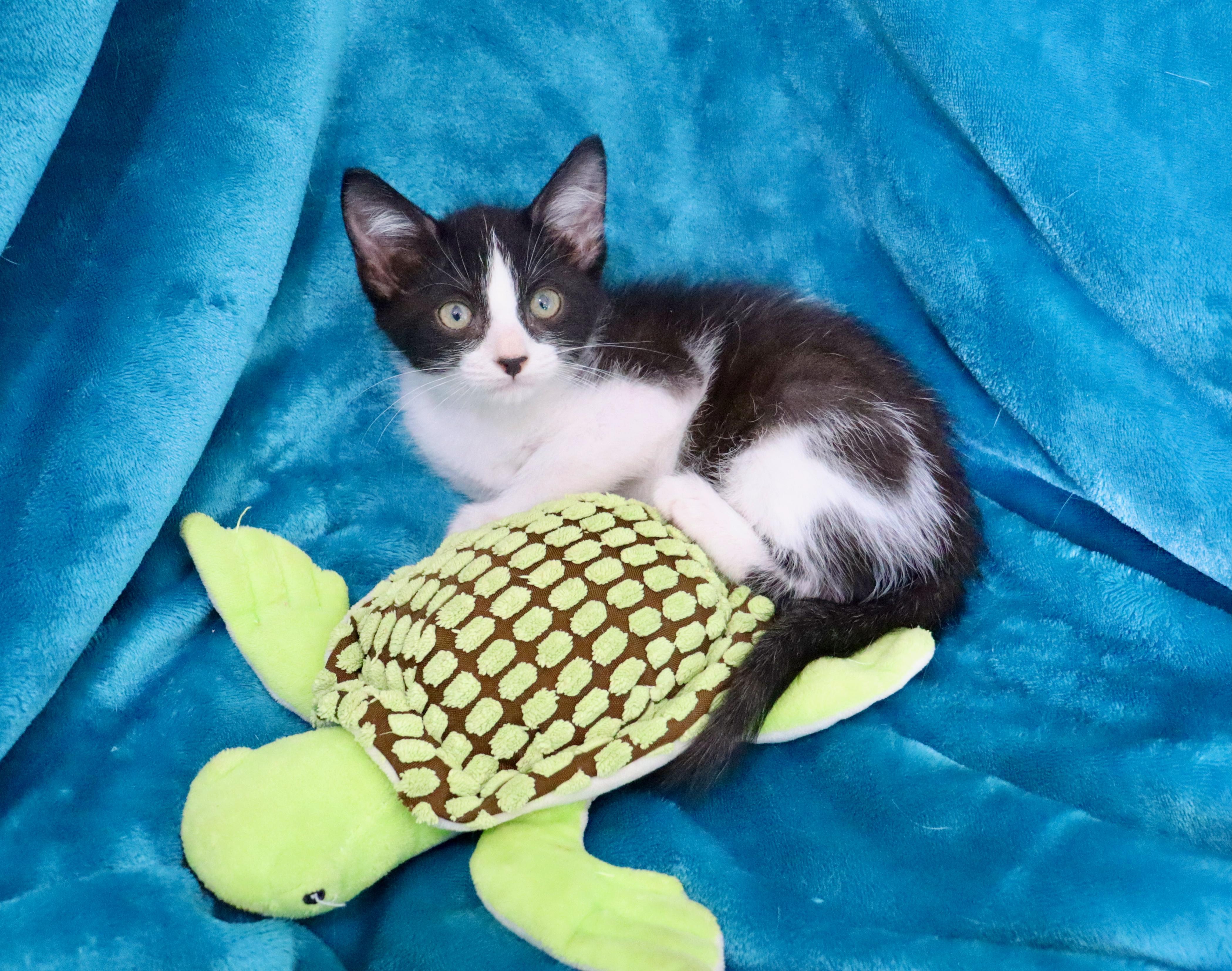 Enlarge Blaze, a ADOPTABLE mixed breed in Saint Augustine, FL image 4/6