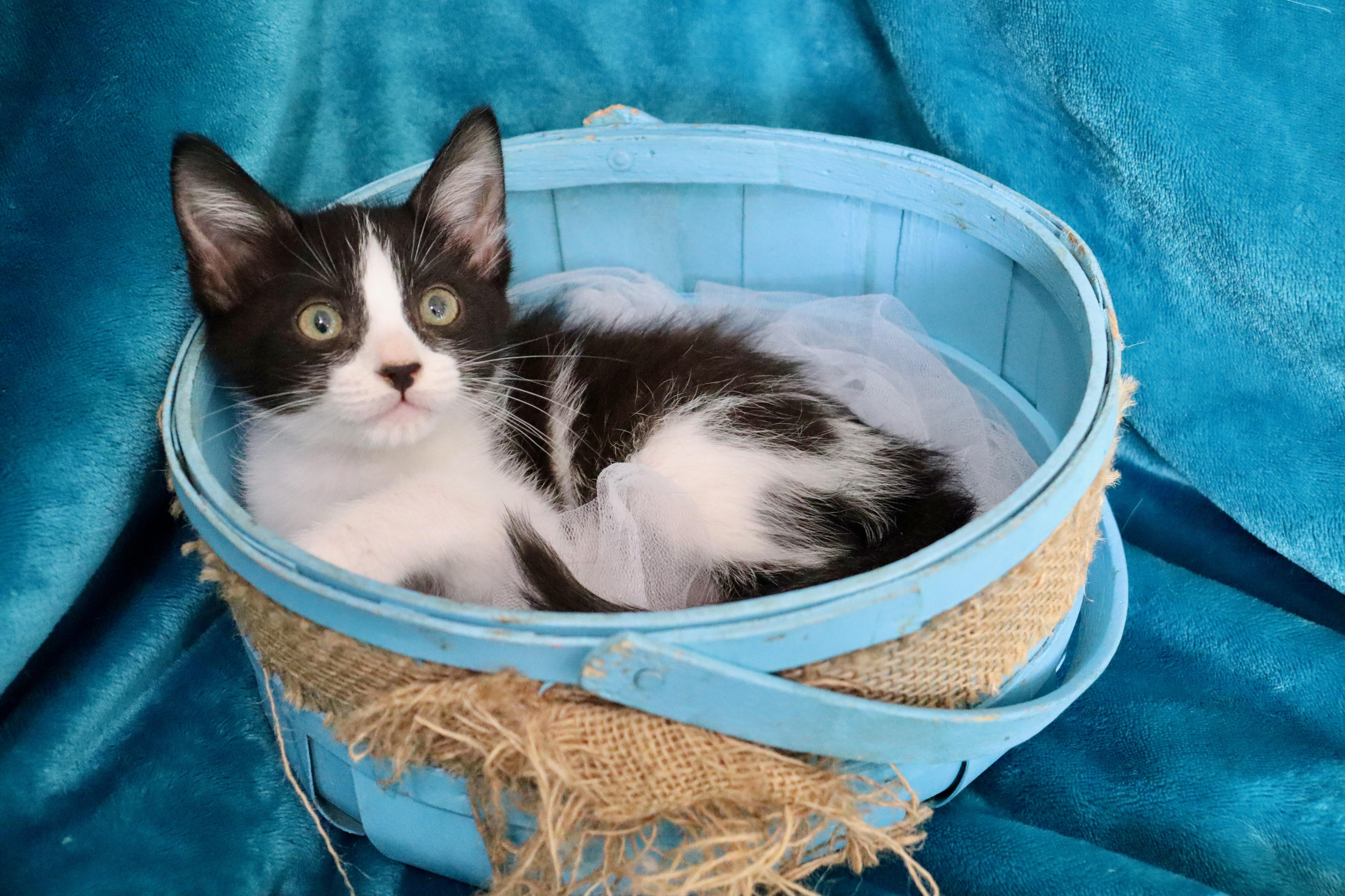 Enlarge Blaze, a ADOPTABLE mixed breed in Saint Augustine, FL image 6/6