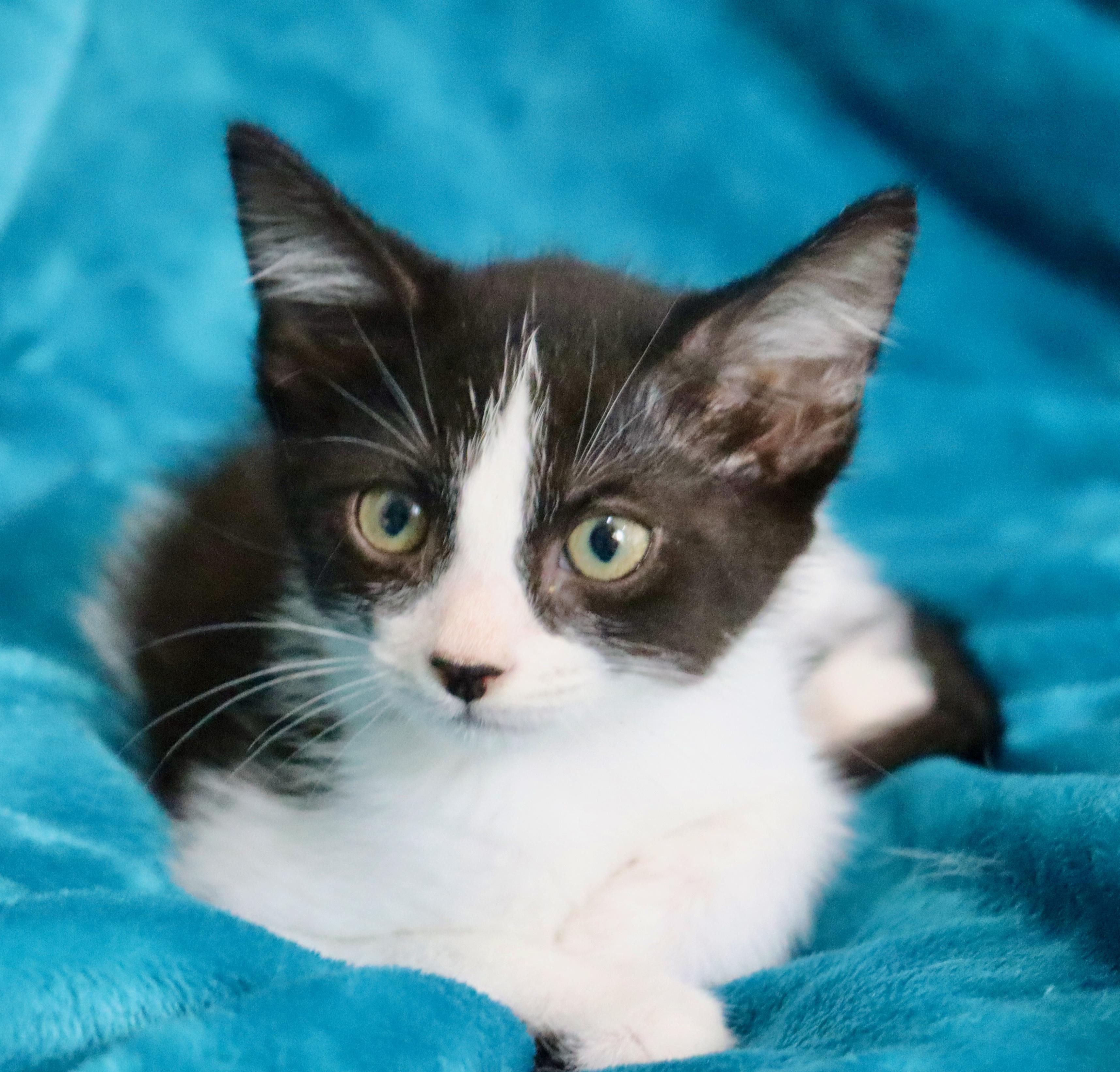 Enlarge Blaze, a ADOPTABLE mixed breed in Saint Augustine, FL image 3/6