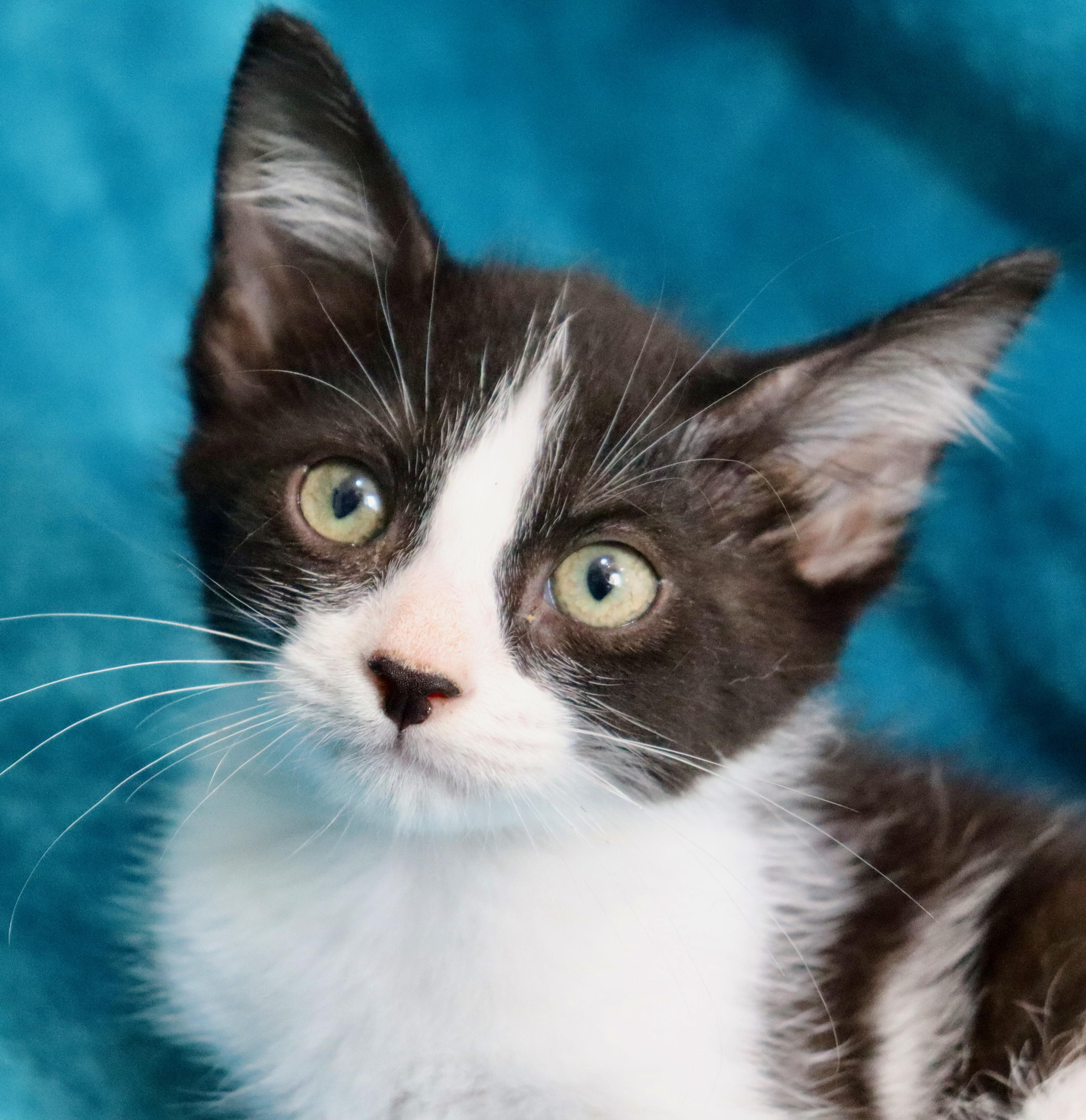 Enlarge Blaze, a ADOPTABLE mixed breed in Saint Augustine, FL image 2/6