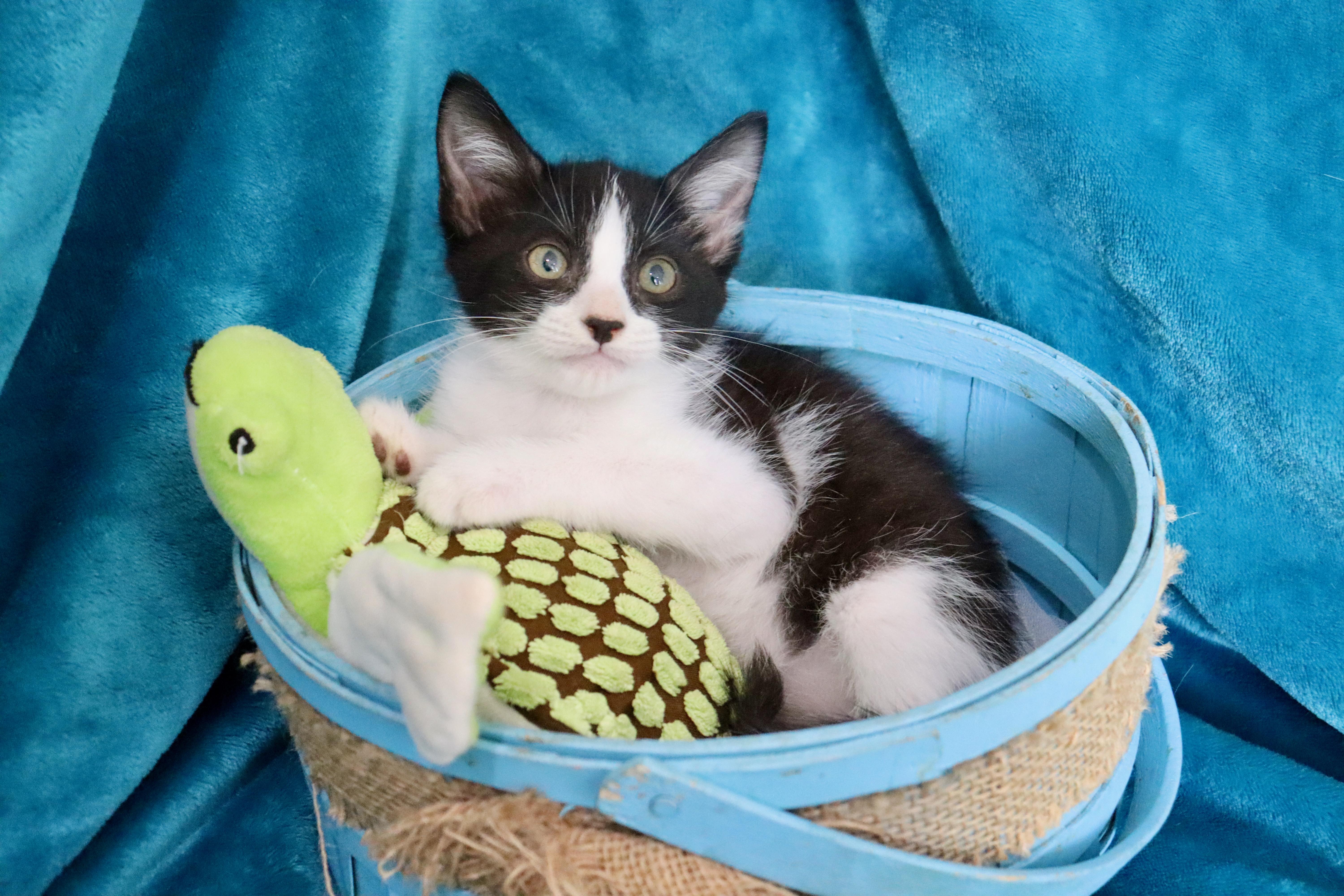 Blaze, ADOPTABLE, Kitten Male Tuxedo.