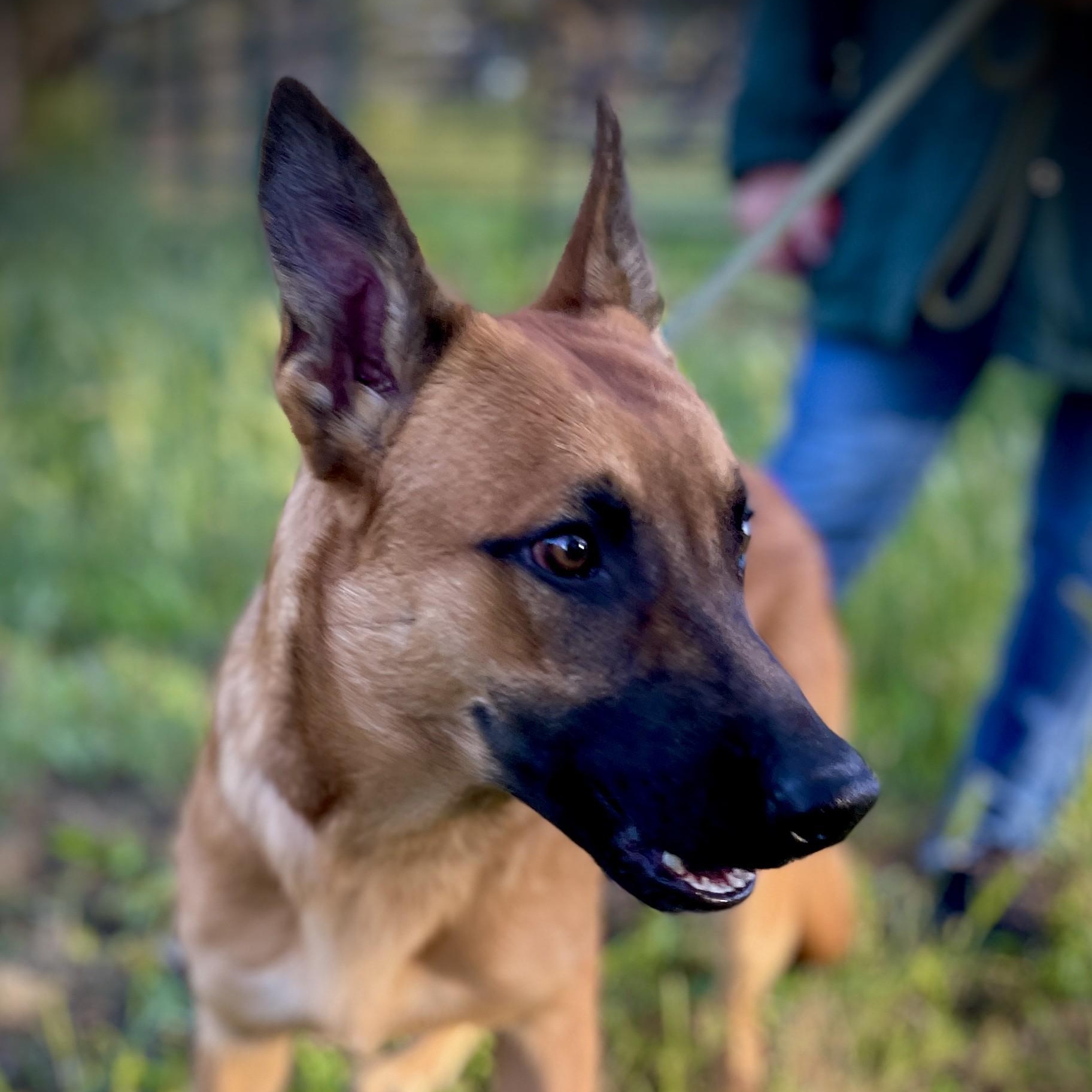 Sammy, ADOPTABLE, Young Male Belgian Shepherd / Malinois.