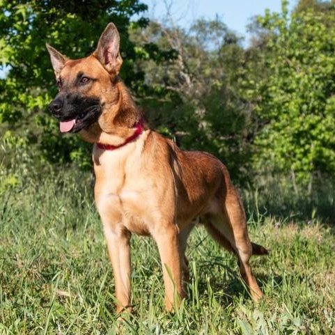 Enlarge Sammy, a ADOPTABLE mixed breed in San Andreas, CA image 2/3