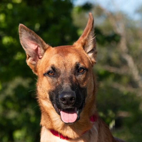 Enlarge Sammy, a ADOPTABLE mixed breed in San Andreas, CA image 3/3