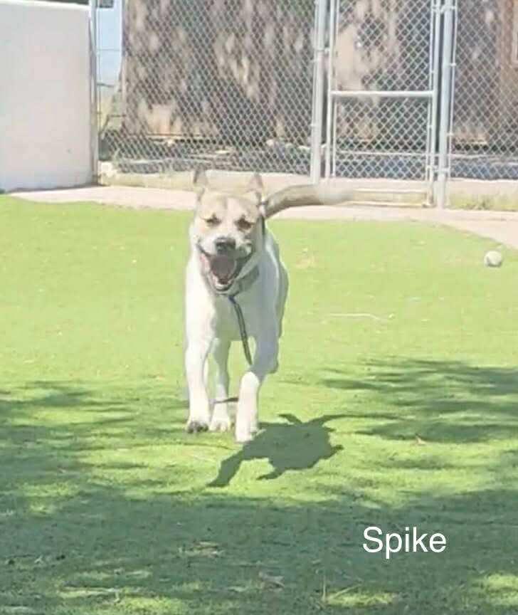 Spike