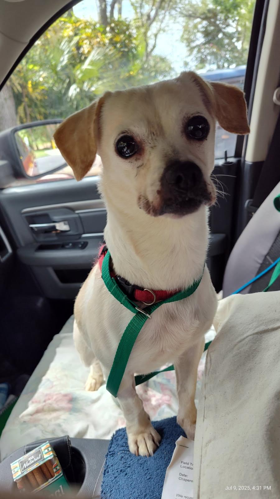 Molly Bravo, an adoptable Terrier, Chihuahua in Key West, FL, 33040 | Photo Image 2