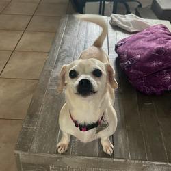Molly Bravo, an adoptable Terrier, Chihuahua in Key West, FL, 33040 | Photo Image 1