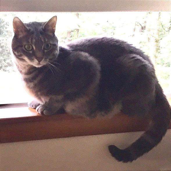 Gabby, a Adoptable Domestic Short Hair in Birdsboro, PA image 2/5