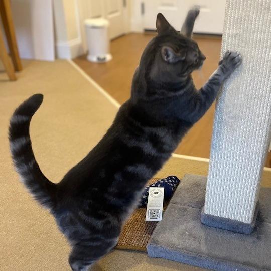 Gabby, a Adoptable Domestic Short Hair in Birdsboro, PA image 3/5