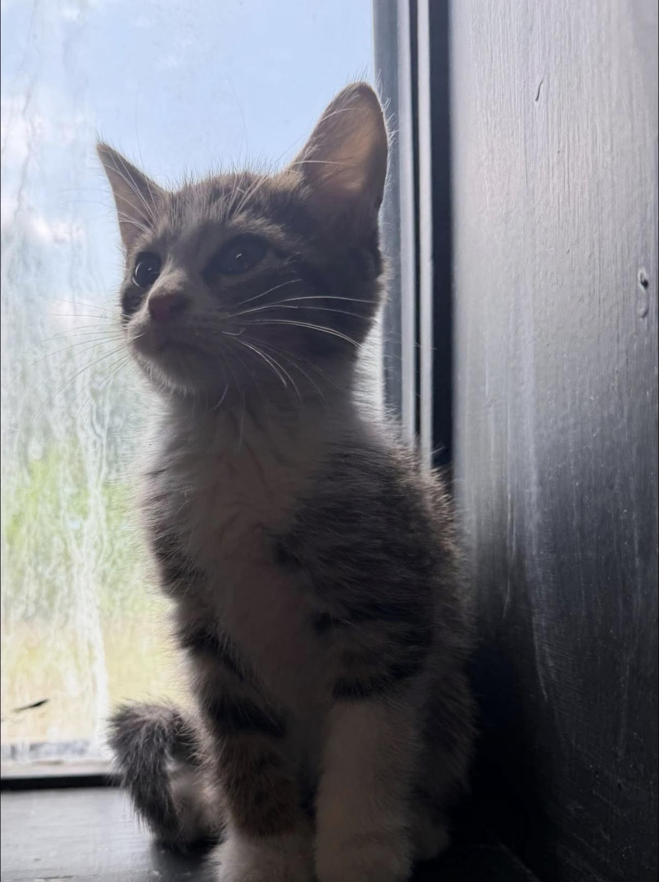 Pearl, Adoptable, Young Female Domestic Short Hair.