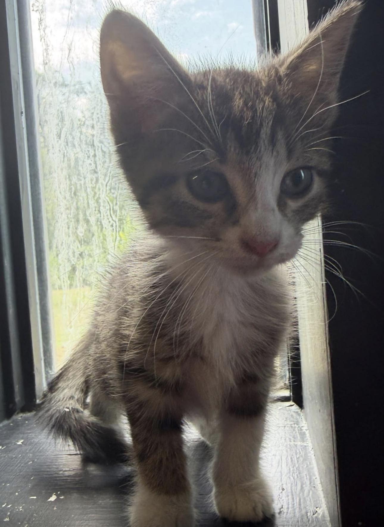 Enlarge Pearl, a Adoptable Domestic Short Hair in Vicksburg, MS image 2/2