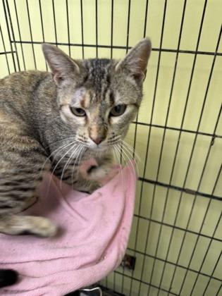 Celia, Adoptable, Adult Female Domestic Short Hair & Domestic Short Hair.