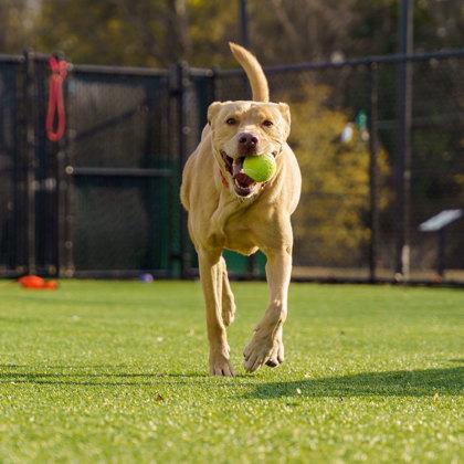 Bo, Adoptable, Senior Male Retriever & Mixed Breed.