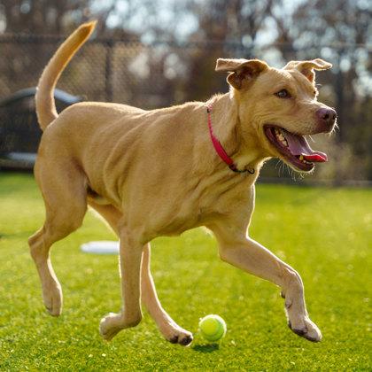 Enlarge Bo, a Adoptable mixed breed in Atlanta, GA image 2/3
