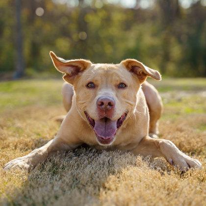 Enlarge Bo, a Adoptable mixed breed in Atlanta, GA image 3/3