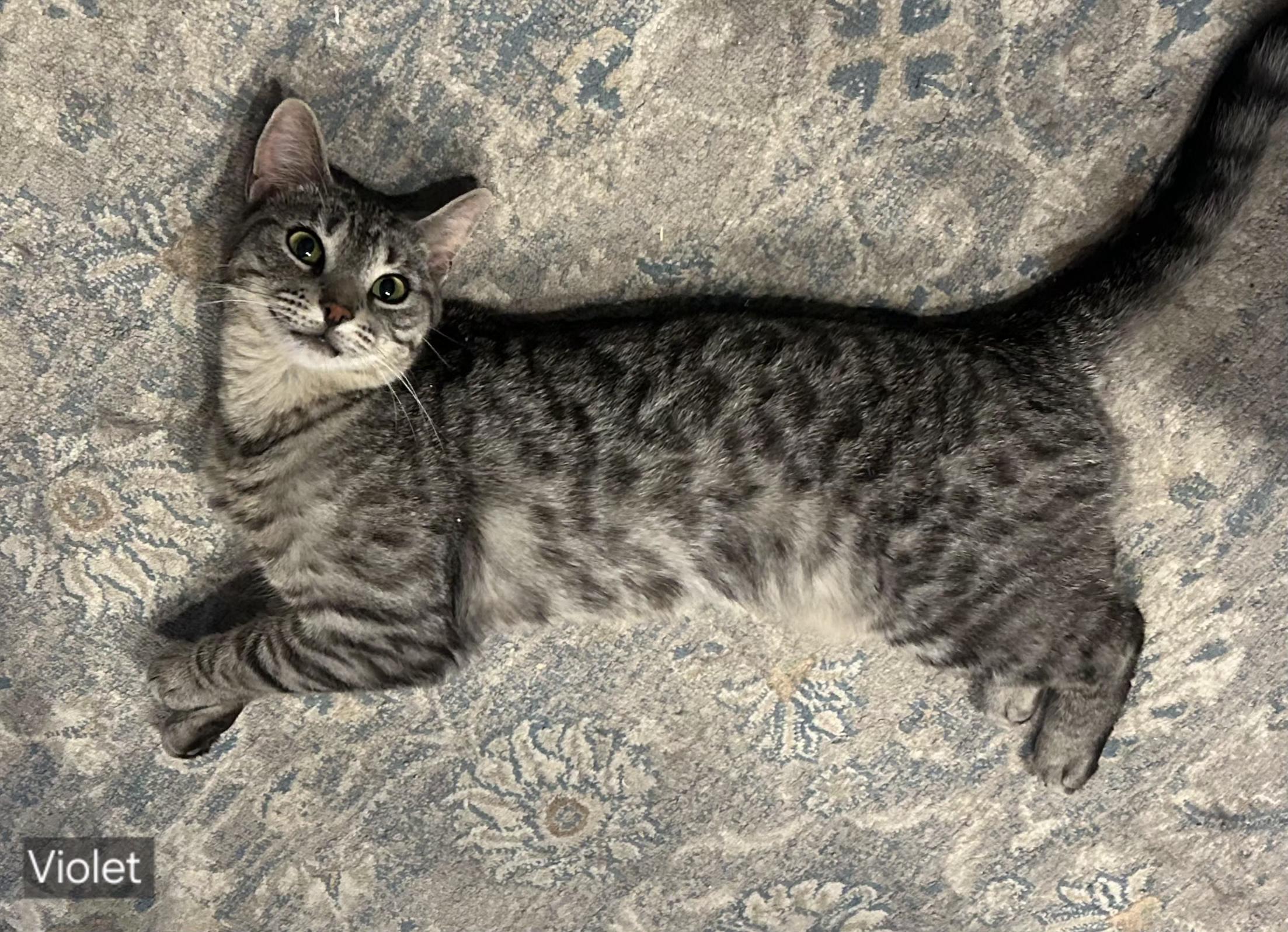 Violet, ADOPTABLE, Young Female Tabby.