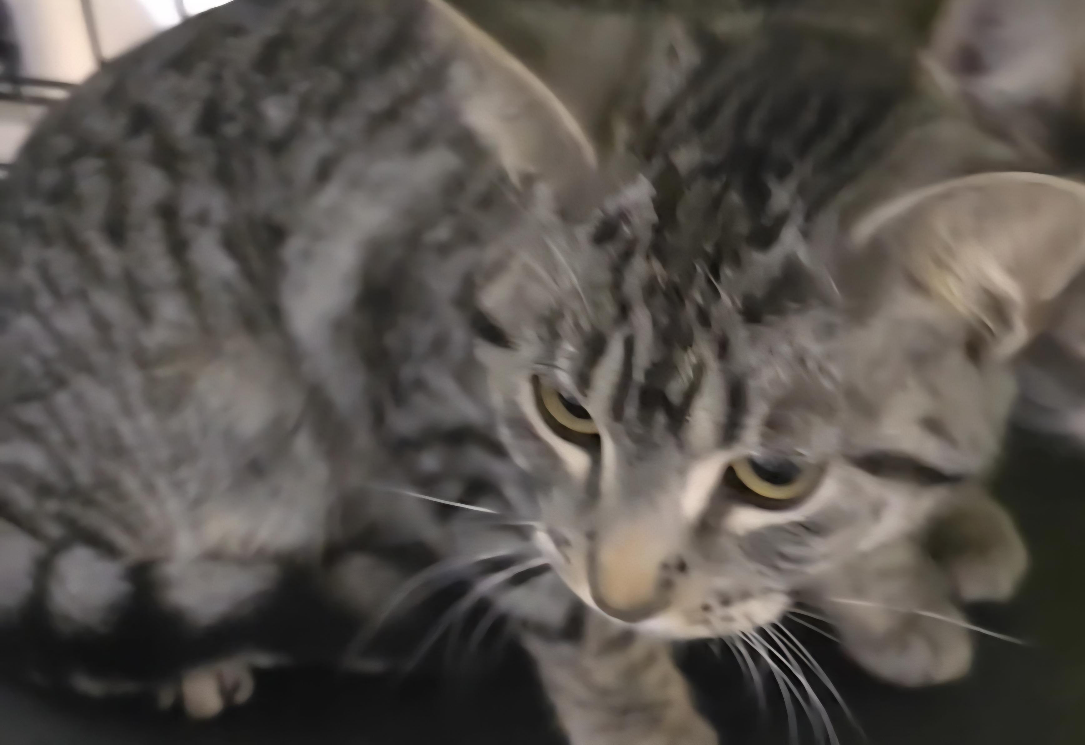 Enlarge Violet, a ADOPTABLE Tabby in Stevensville, ON image 2/2