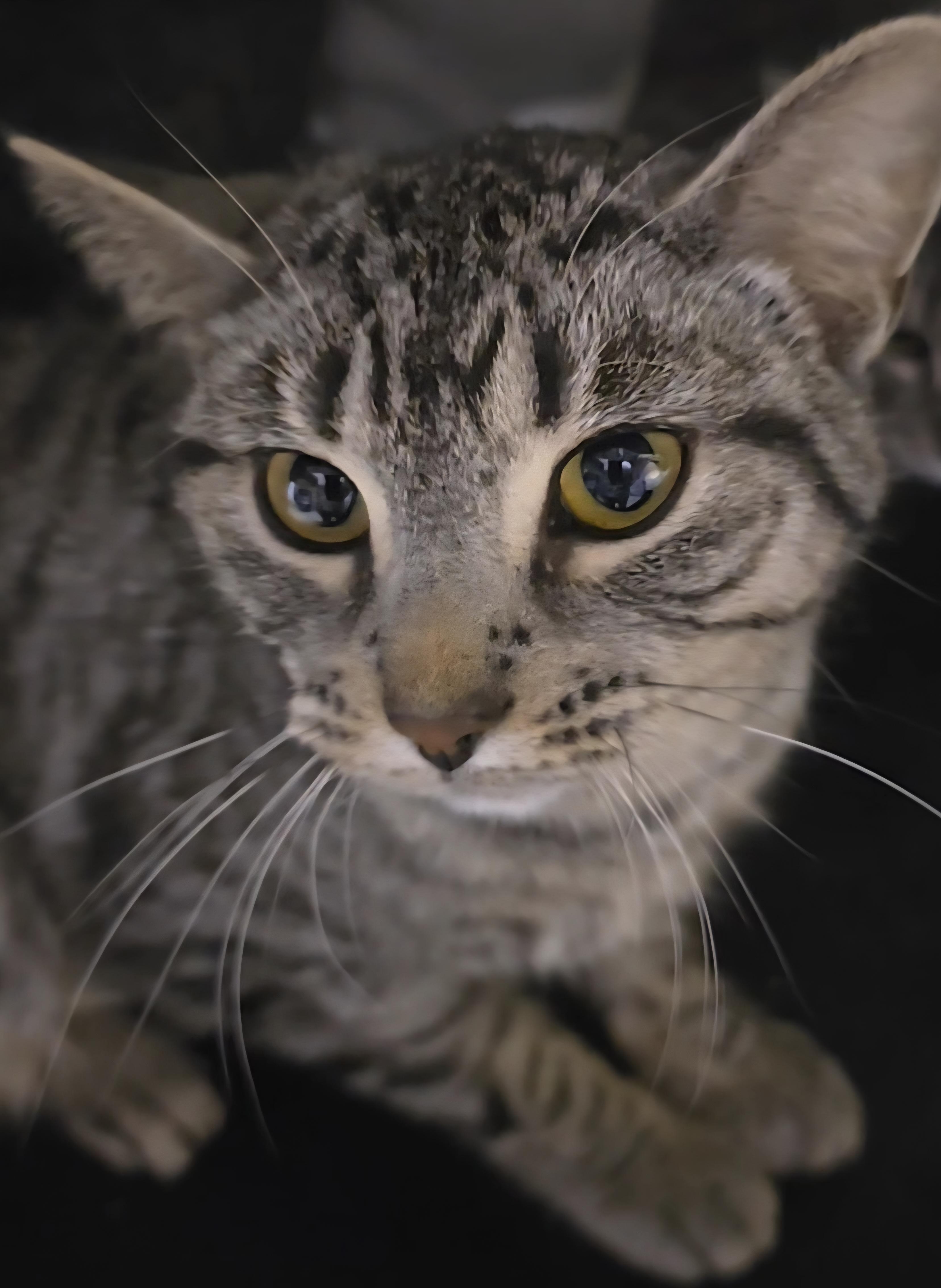 Violet, ADOPTABLE, Young Female Tabby.