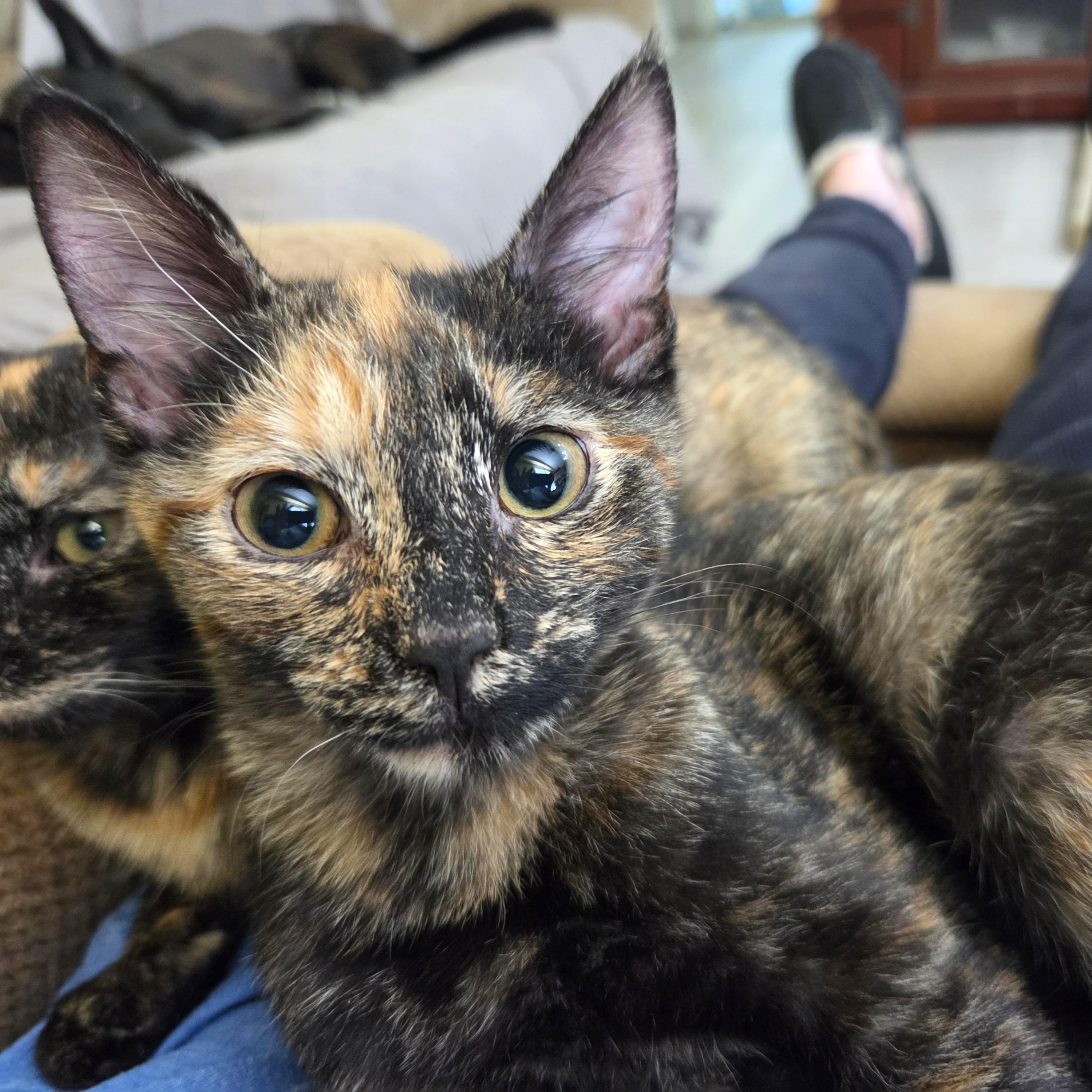 Mystic, a ADOPTABLE mixed breed in Smithfield, NC image 1/3