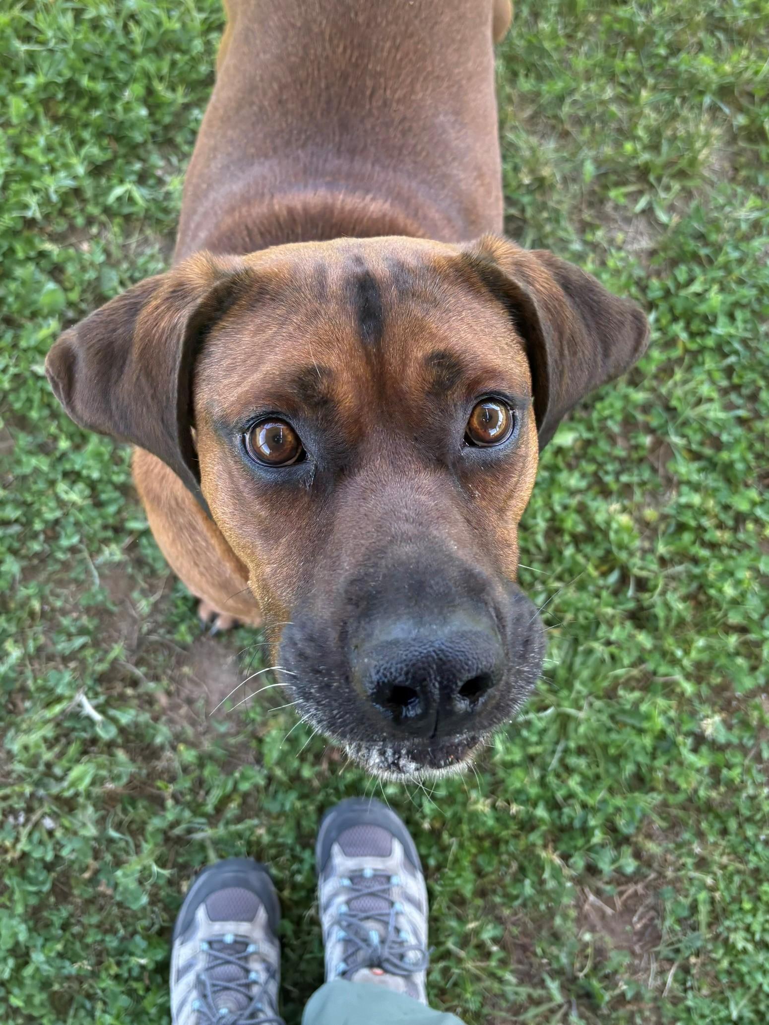 Enlarge Rusty, a ADOPTABLE mixed breed in Ionia, MI image 3/6