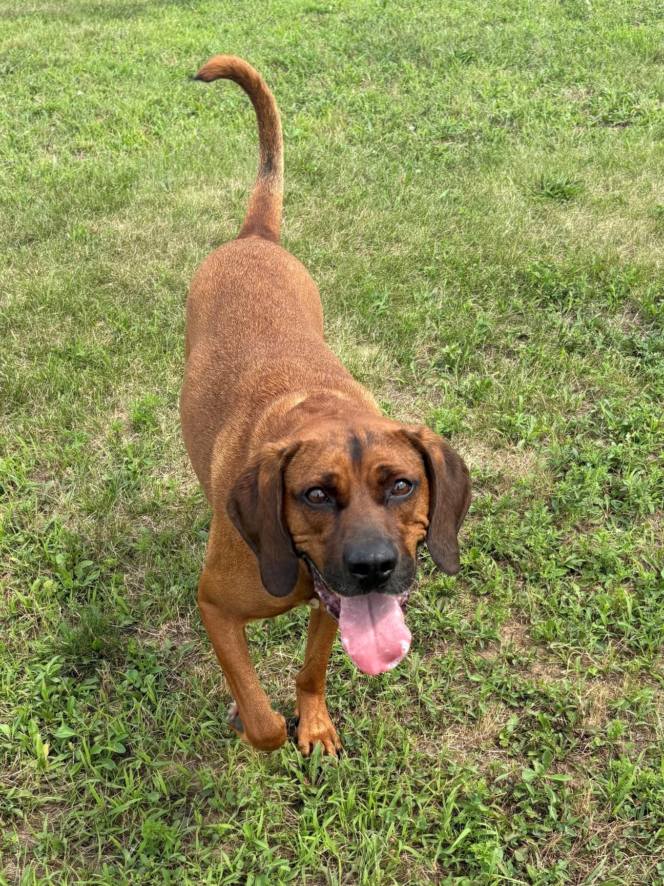 Rusty, a ADOPTABLE mixed breed in Ionia, MI image 5/6