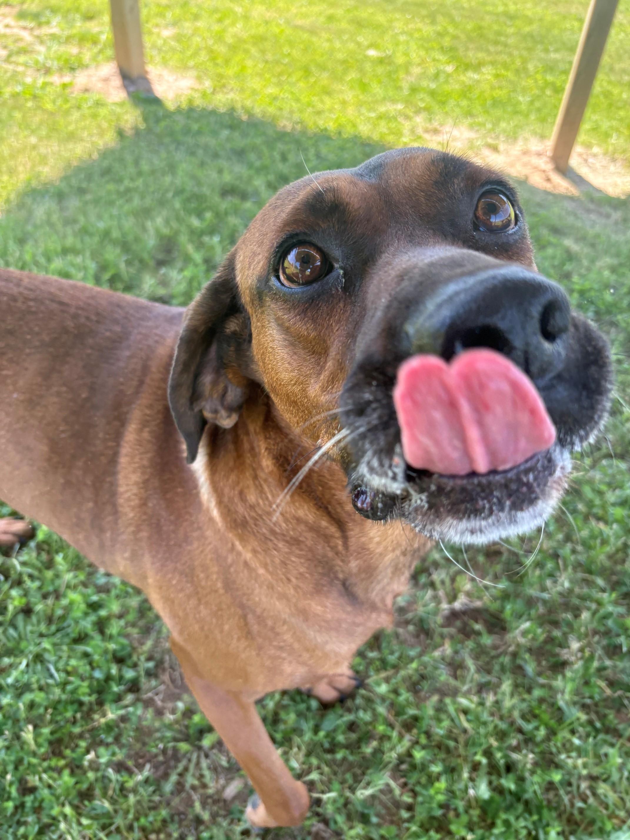 Enlarge Rusty, a ADOPTABLE mixed breed in Ionia, MI image 2/6
