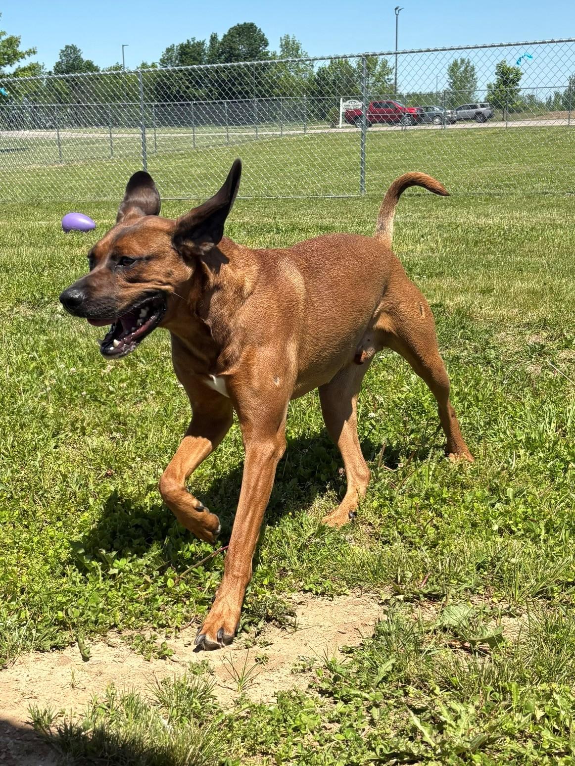 Enlarge Rusty, a ADOPTABLE mixed breed in Ionia, MI image 4/6
