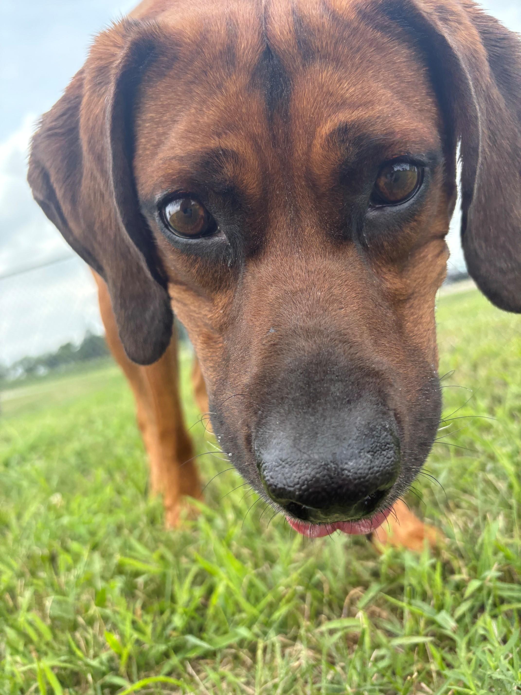 Rusty, a ADOPTABLE mixed breed in Ionia, MI image 1/6