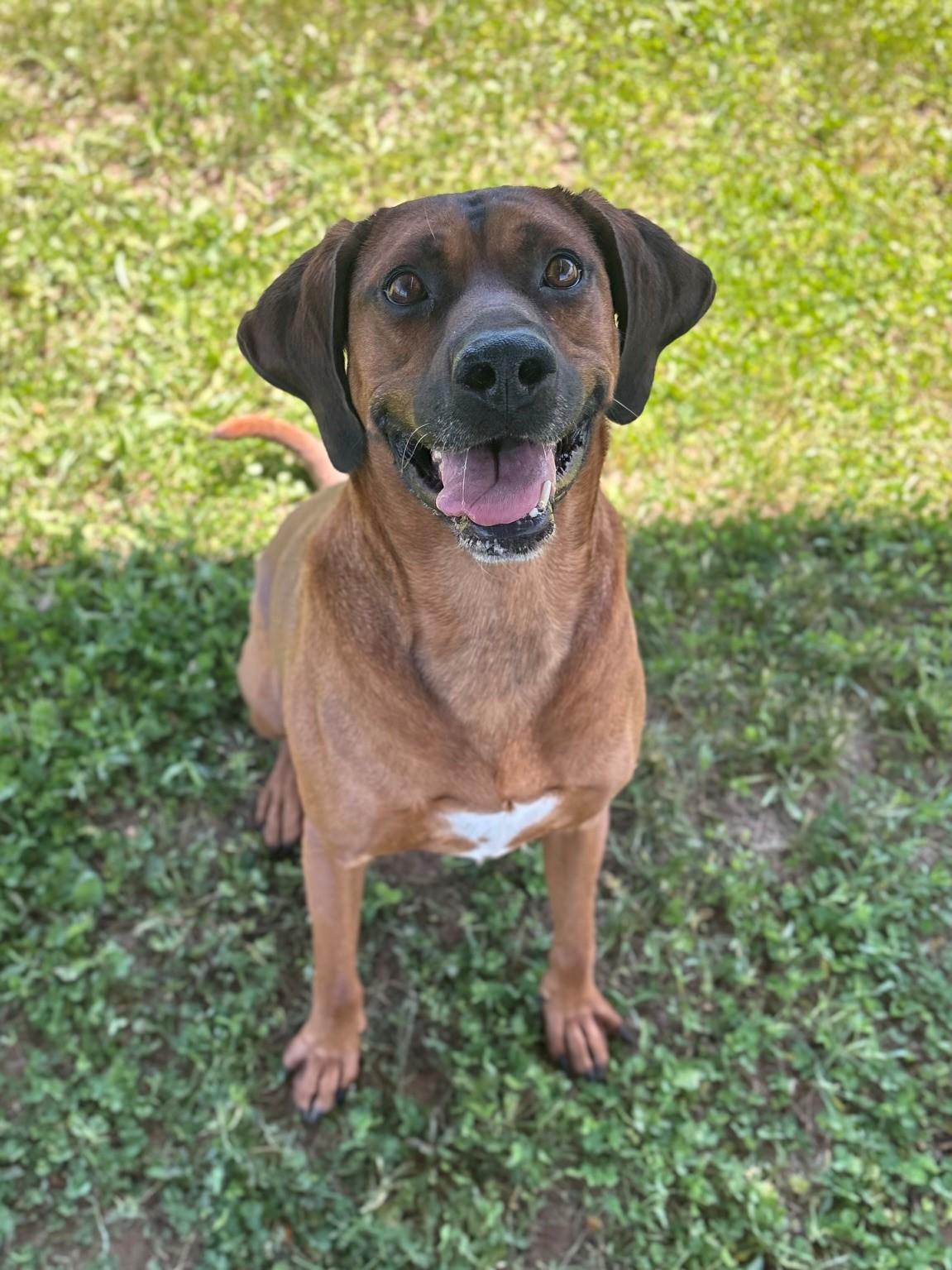 Rusty, ADOPTABLE, Adult Male Hound.
