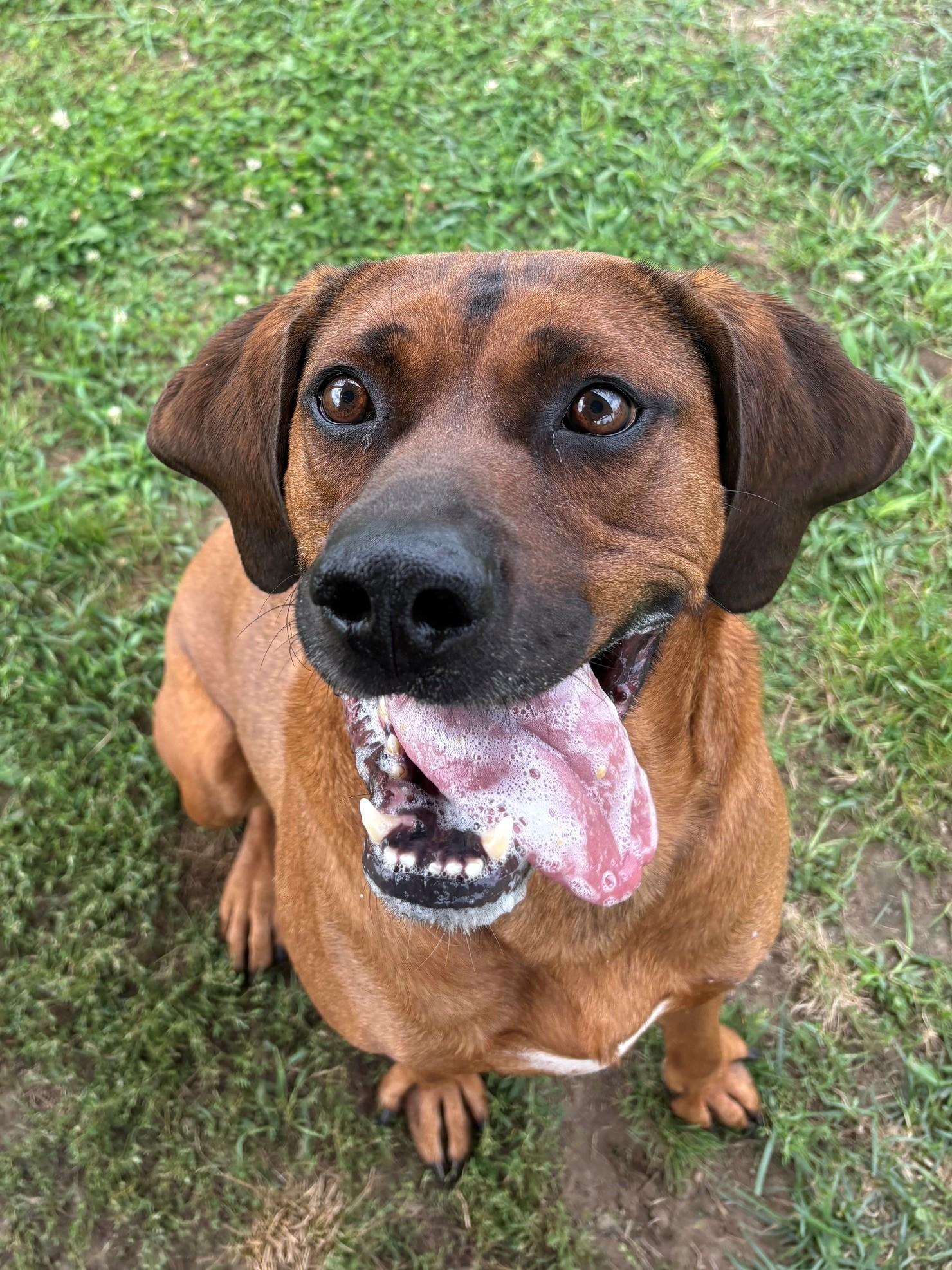 Rusty, a ADOPTABLE mixed breed in Ionia, MI image 6/6