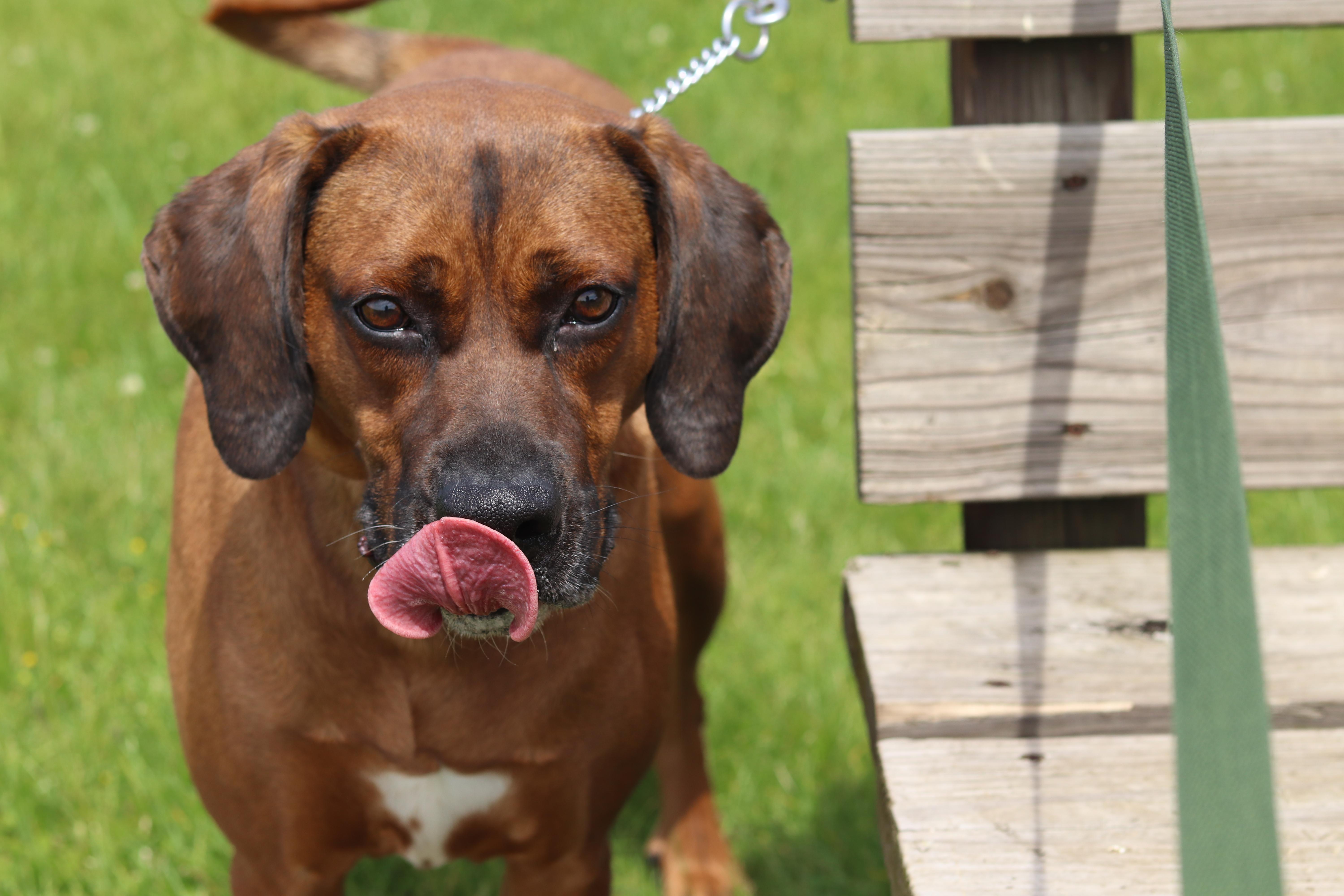 Enlarge Rusty, a ADOPTABLE mixed breed in Ionia, MI image 6/6