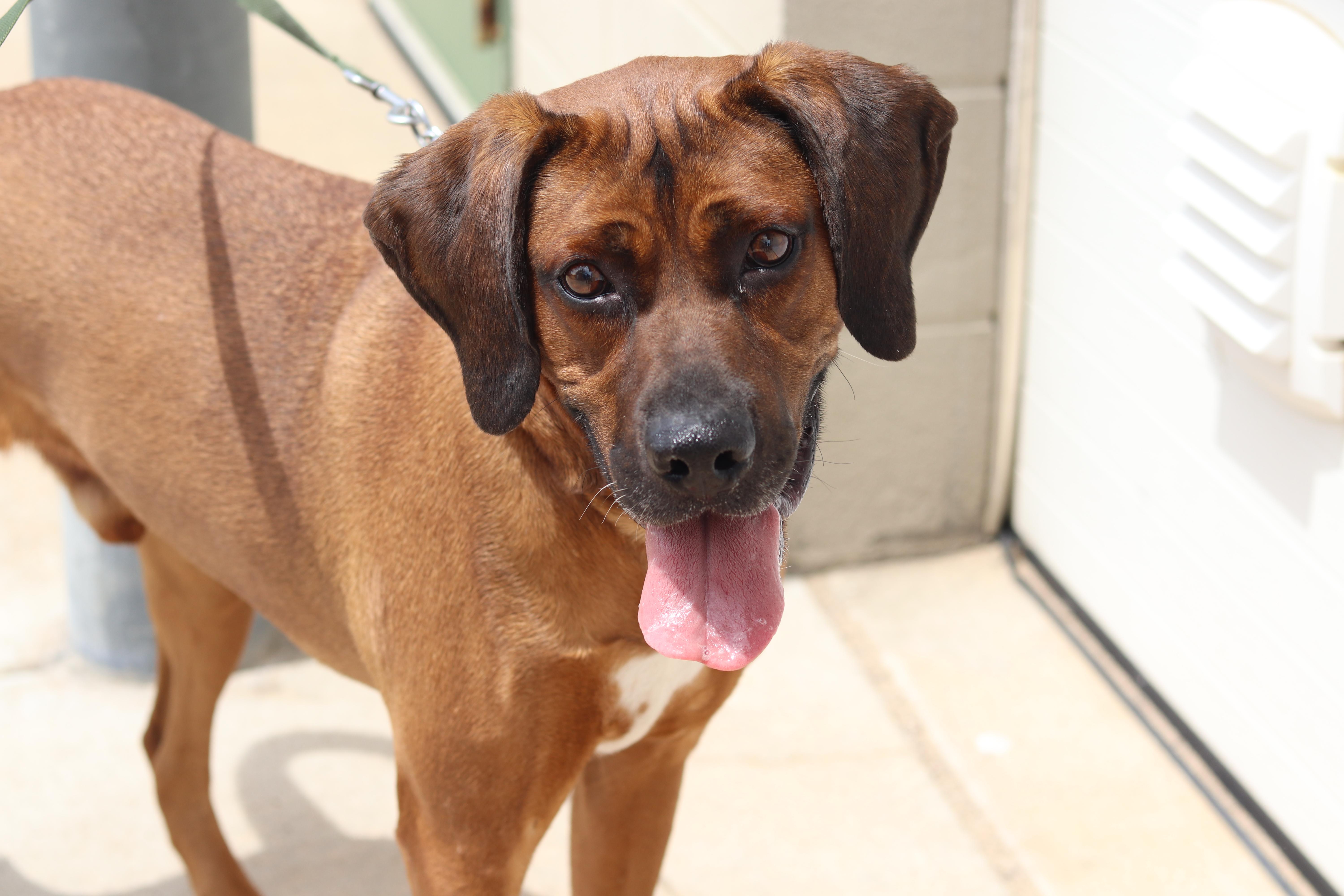 Enlarge Rusty, a ADOPTABLE mixed breed in Ionia, MI image 5/6
