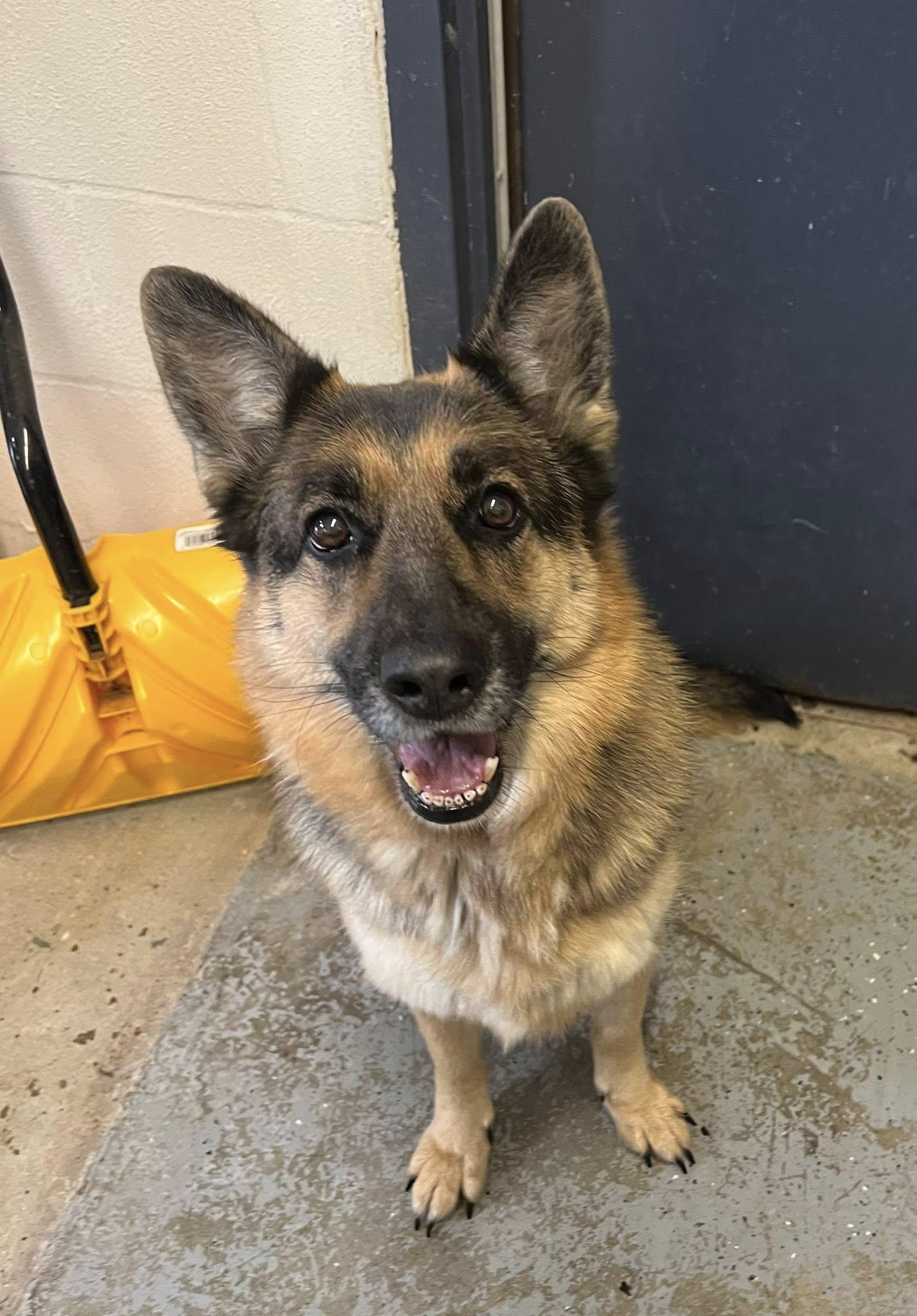 Piper, ADOPTABLE, Adult Female German Shepherd Dog.