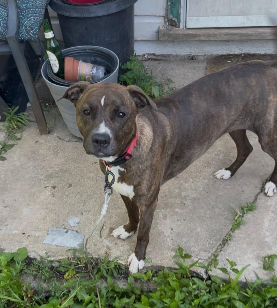 Enlarge Phoenix, a ADOPTABLE mixed breed in Kutztown, PA image 1/3