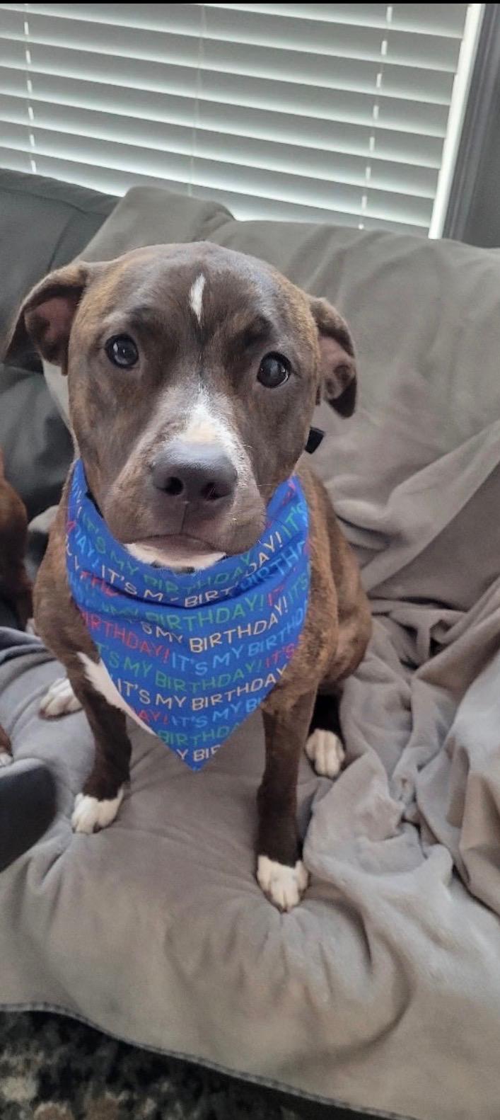 Enlarge Phoenix, a ADOPTABLE mixed breed in Kutztown, PA image 2/3