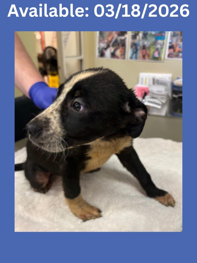 Dog Kennel #15, Adoptable, Puppy Male Labrador Retriever & Pit Bull Terrier.