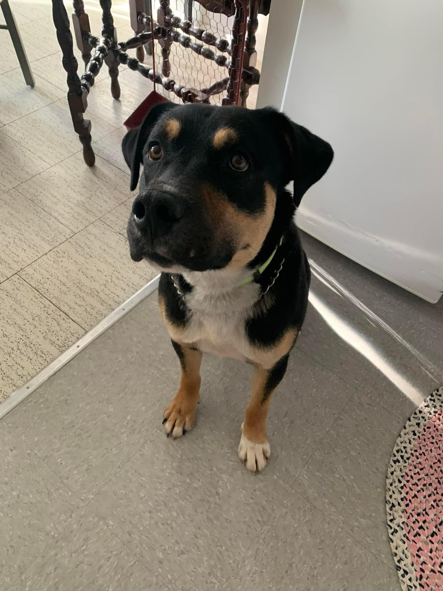 Roger, an adoptable Rottweiler in Kirkland Lake, ON, P2N 1S7 | Photo Image 5