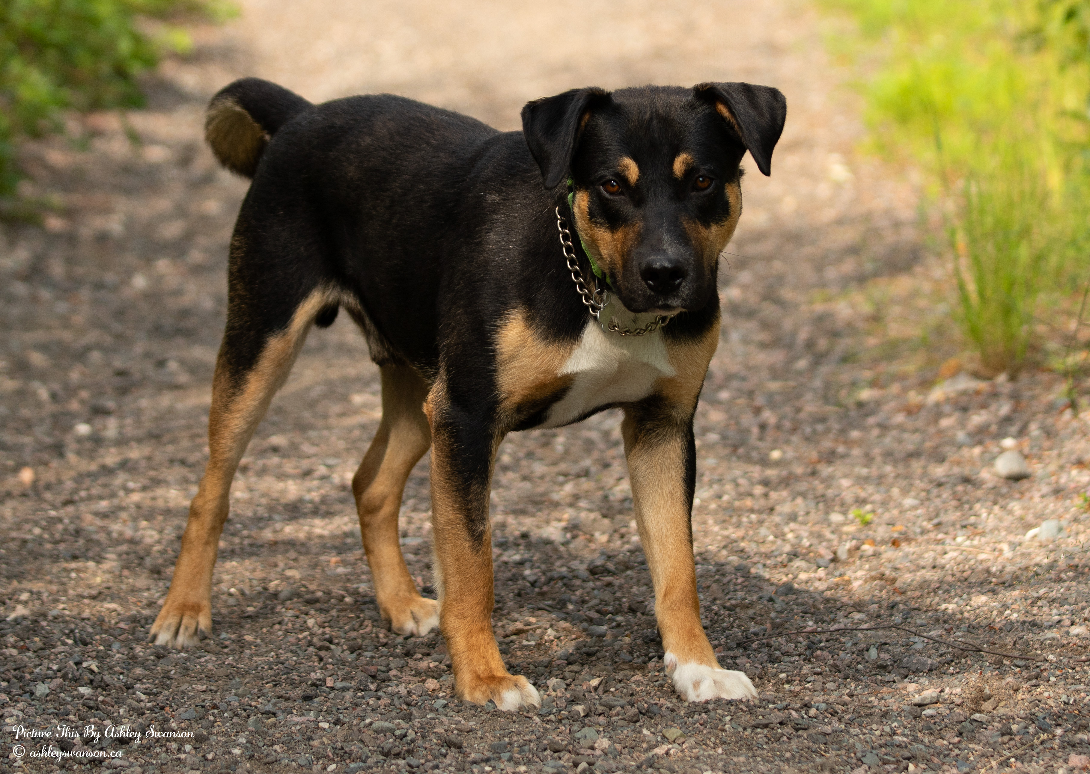 Roger, an adoptable Rottweiler in Kirkland Lake, ON, P2N 1S7 | Photo Image 4