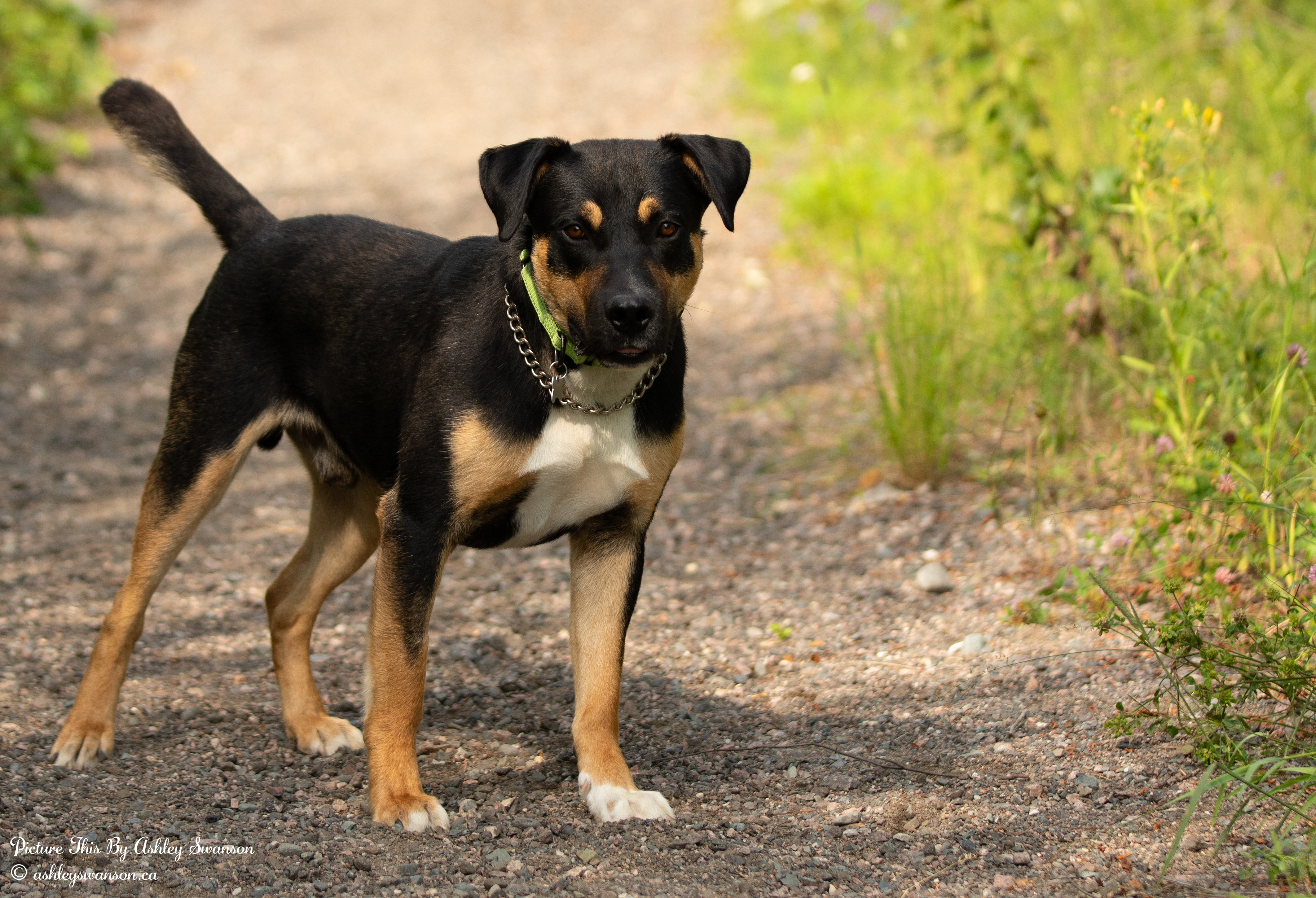 Roger, an adoptable Rottweiler in Kirkland Lake, ON, P2N 1S7 | Photo Image 3