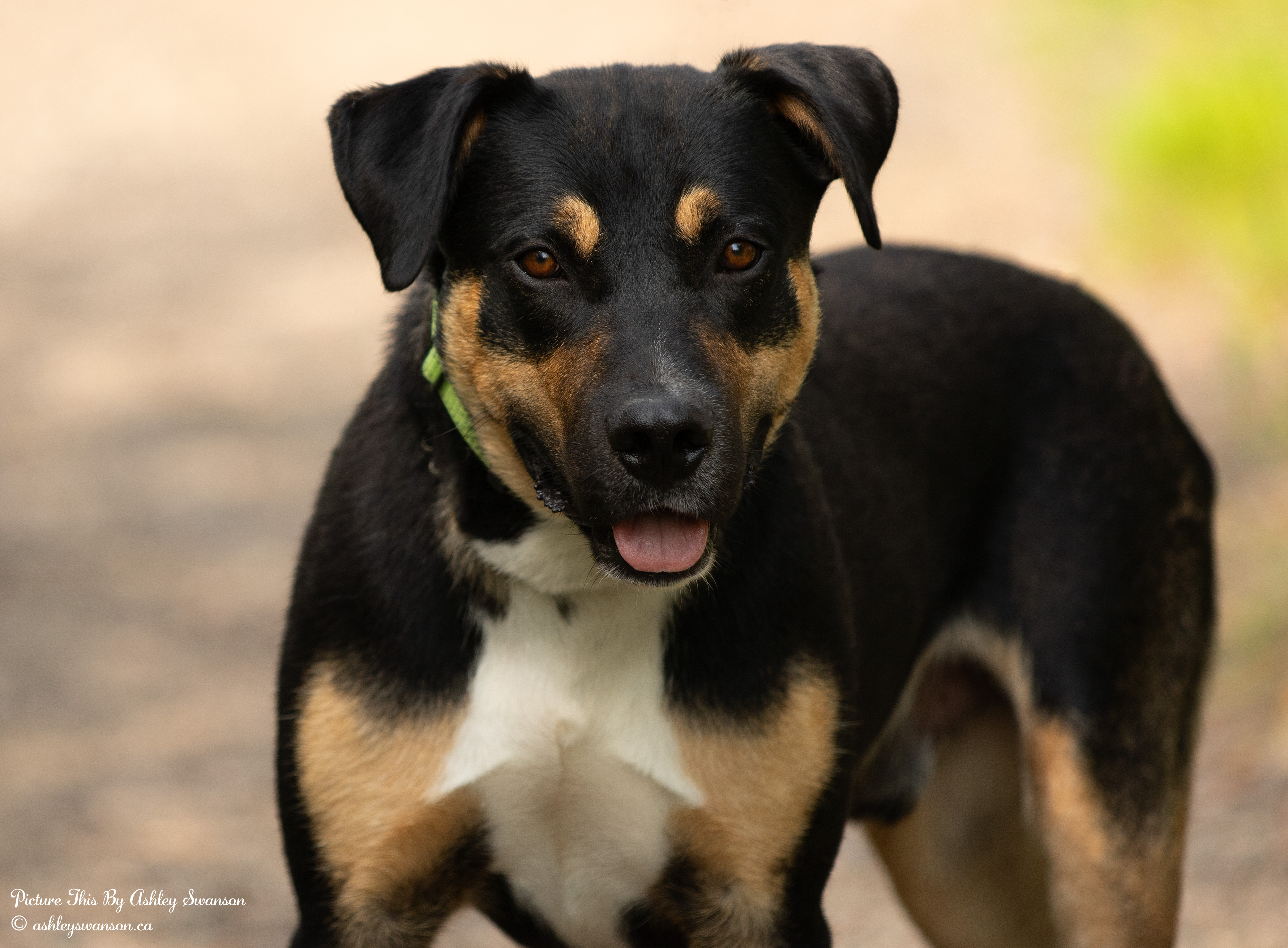 Roger, an adoptable Rottweiler in Kirkland Lake, ON, P2N 1S7 | Photo Image 2