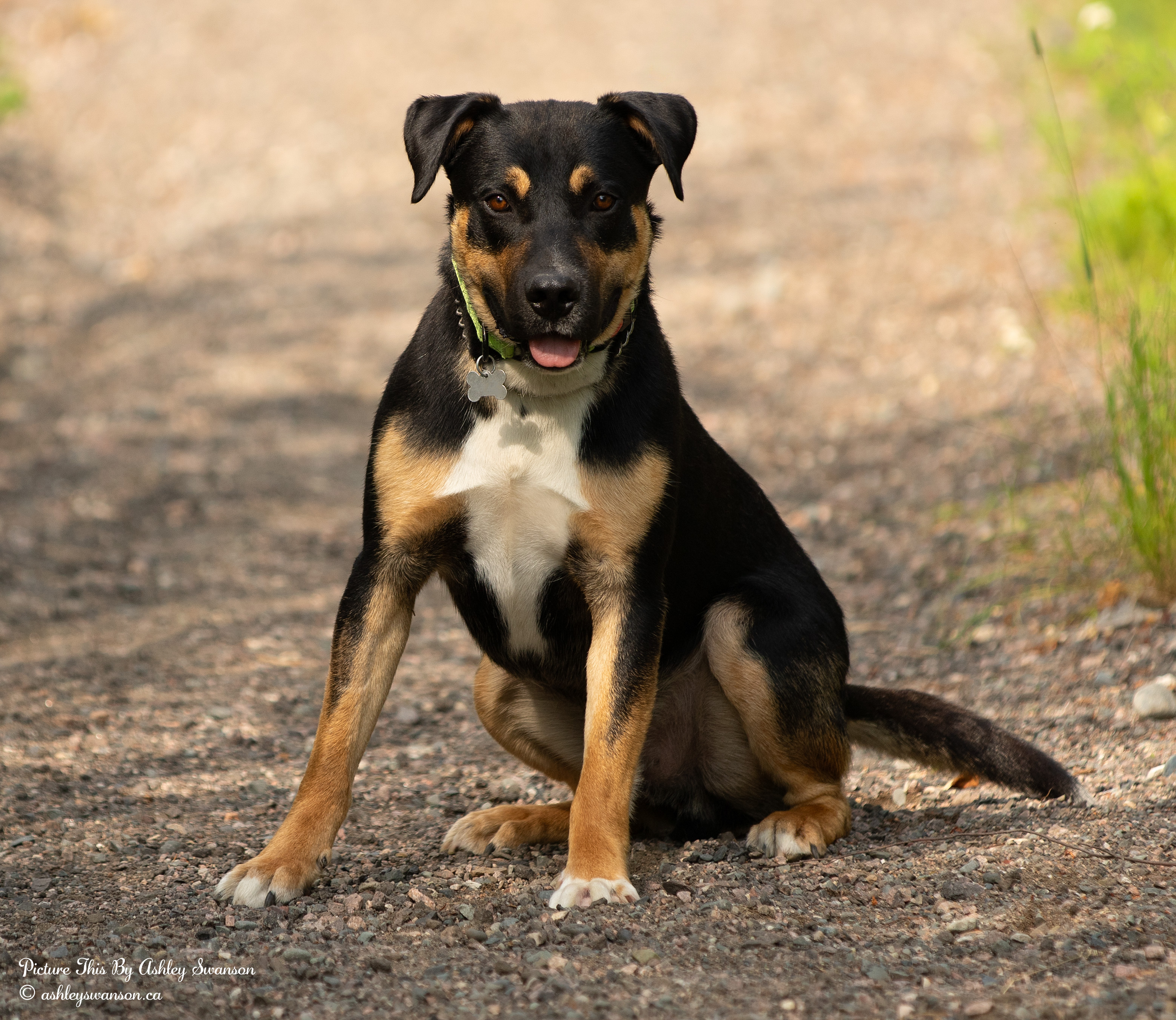 Roger, an adoptable Rottweiler in Kirkland Lake, ON, P2N 1S7 | Photo Image 1