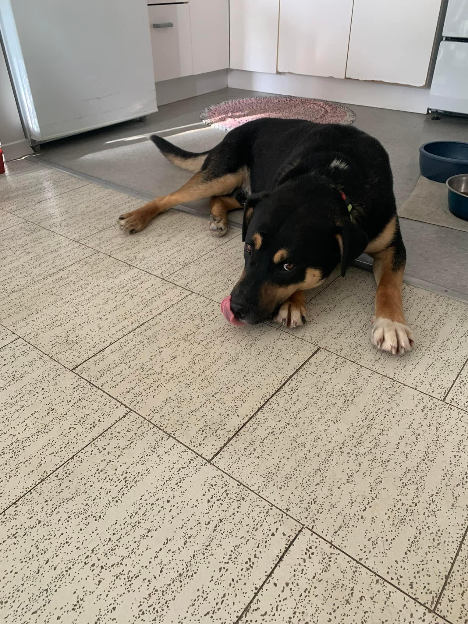 Roger, an adoptable Rottweiler in Kirkland Lake, ON, P2N 1S7 | Photo Image 6